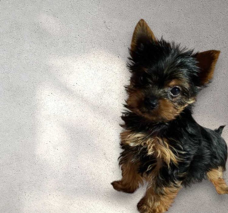 Dafik  -gotowy do zmiany domku