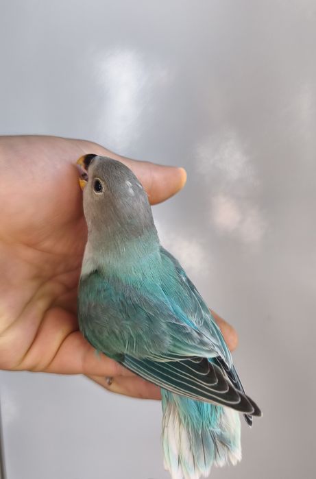 Agapórnis roseicollis criados á mão