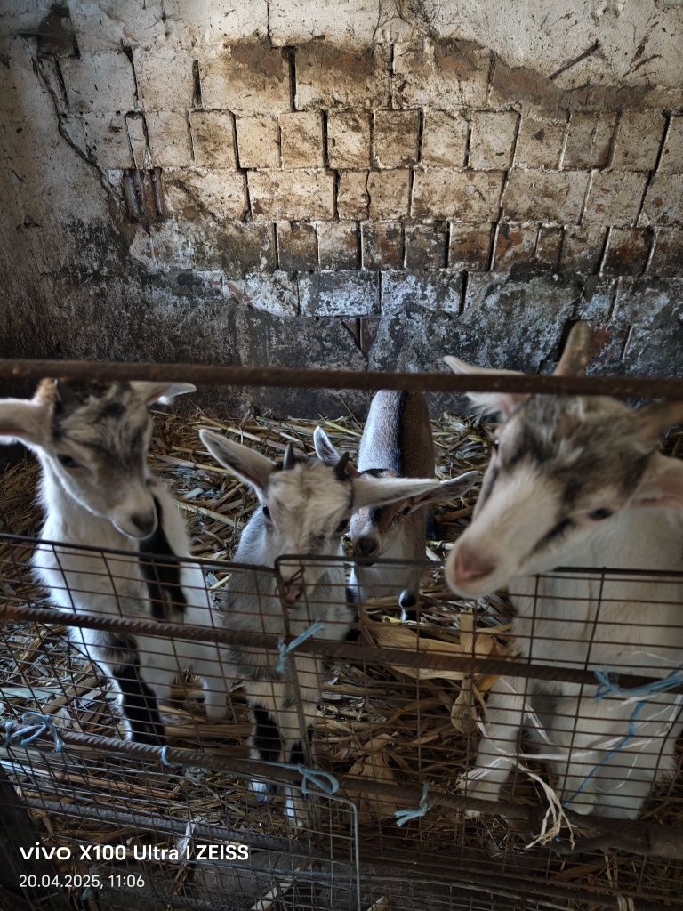 Продається Коза Зірка.