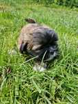 Shih tzu suczka z rodowodem suka rodowód