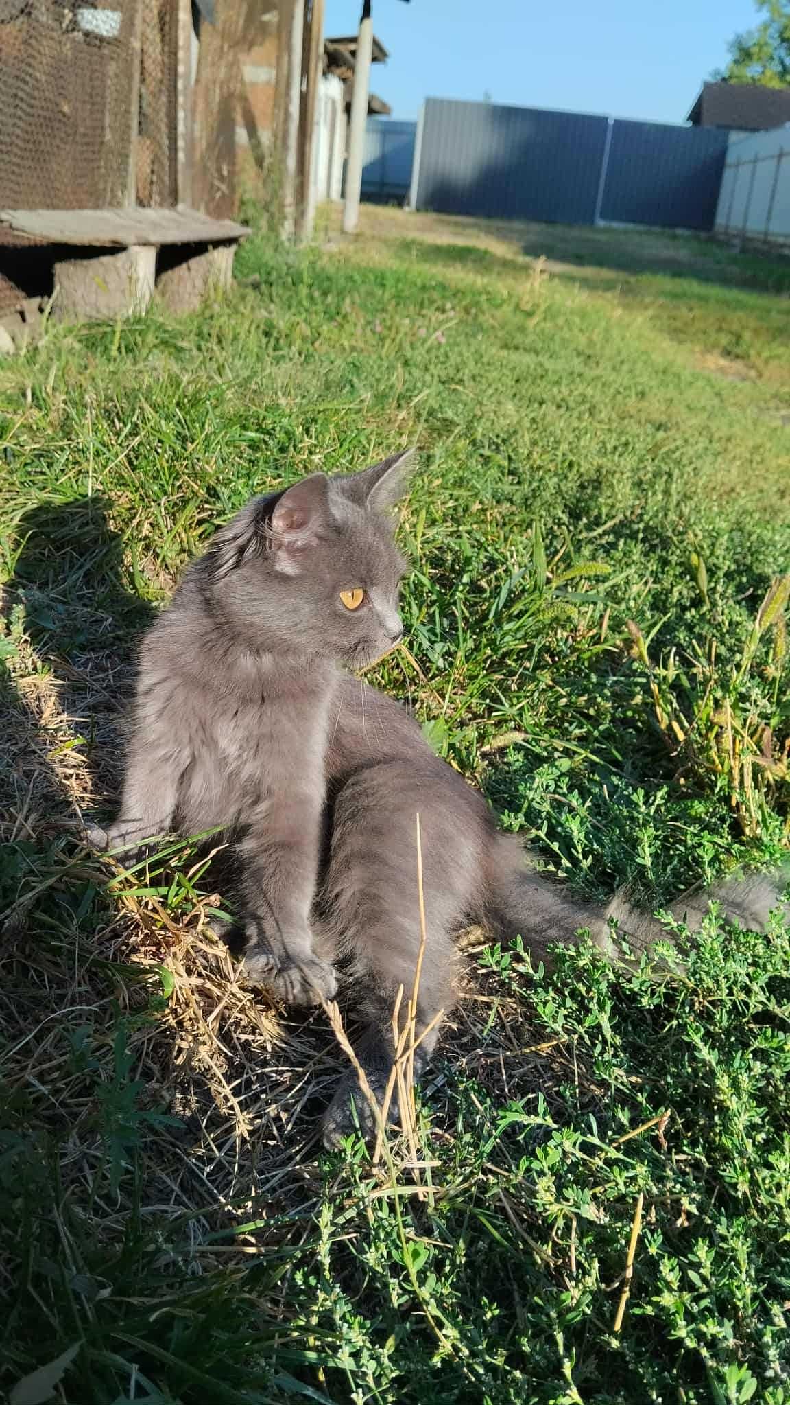 Кошеня безкоштовно