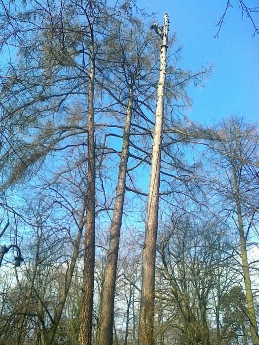 Wycinka i pielęgnacja drzew, czyszczenie działek, usługi rębakiem.