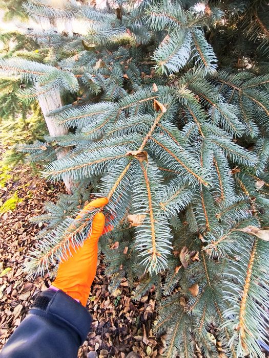 Gałęzie świerkowe świerk srebrny stroisz srebrne gałęzie stroiki 1kg