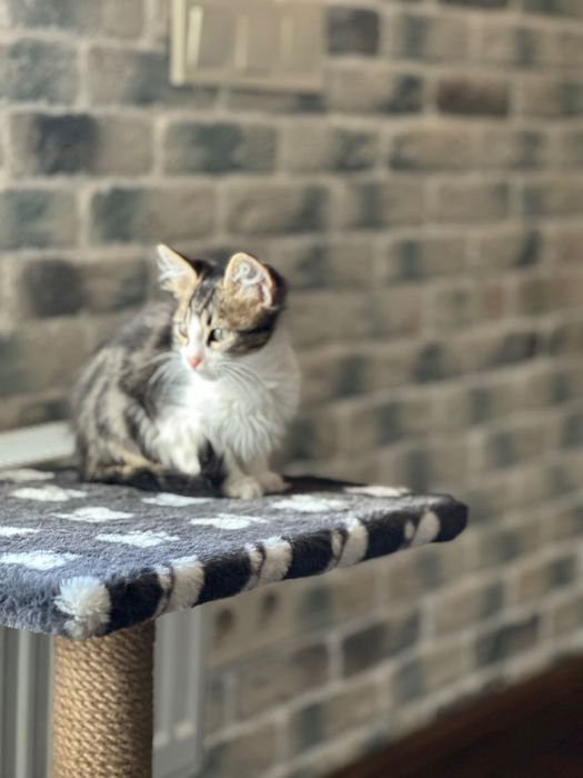 Мальчишка- котик , 3,5 мес, ищет дом! Котята… кошки… котенок отдам