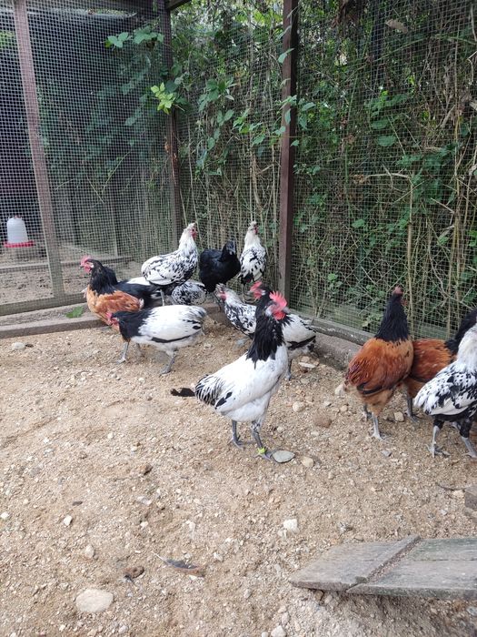 Kury ozdobne koguty lakenfelder vorwerk, włoszka i appenzeller