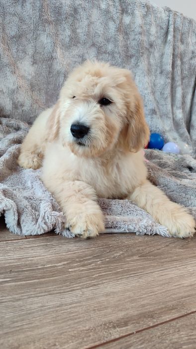 F1 F1b goldendoodle Doodle badania genetyczne pudel golden