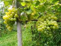 Cаджанці винограду