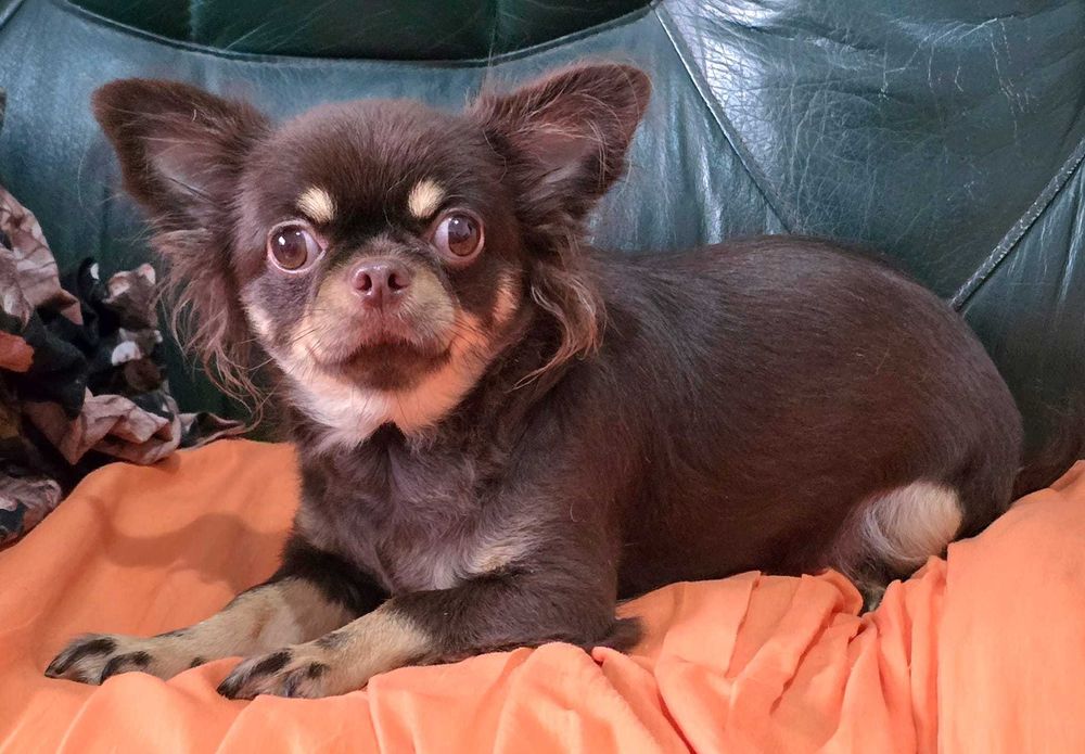 Chihuahua Fêmea com 2 anos procura família. Cor Chocolate afogueado