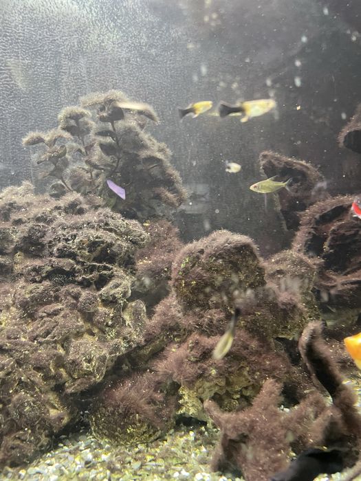 Guppy e Molly  juvenis