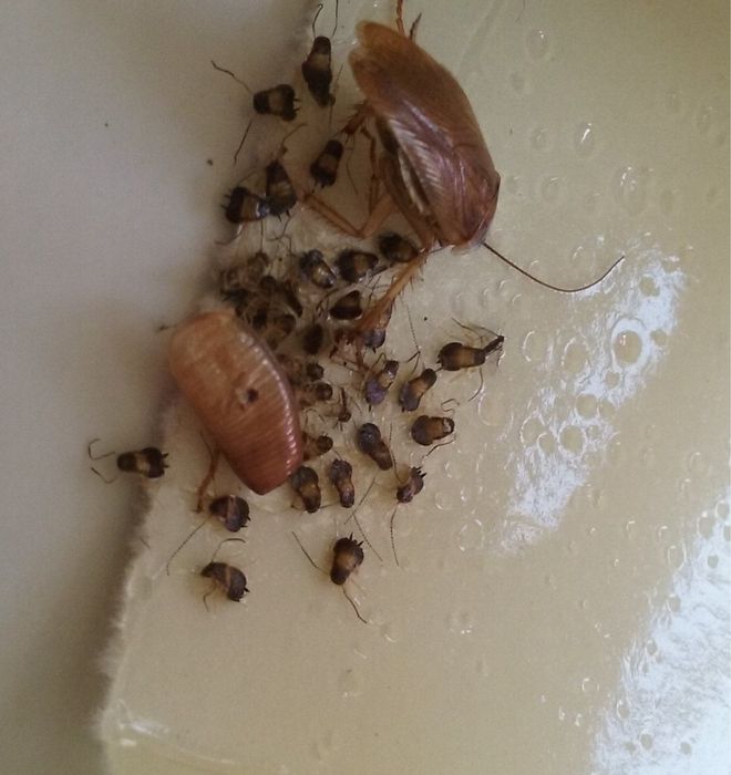 Травля тараканов , травля клопов , травля блох, тралвя ос, травля мух