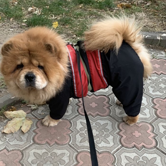 Взрослая  девочка чау чау