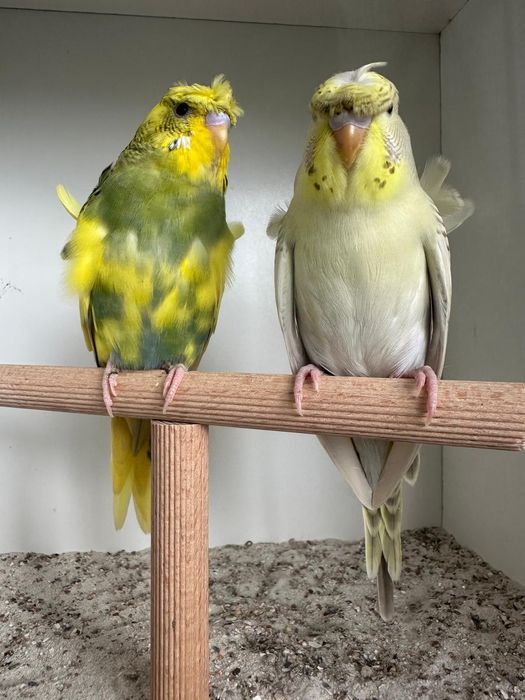 Periquitos haganogros