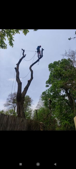 Видалити дерево удалить зрізати обрізка  кронувати спилить видалення