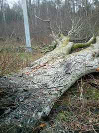Wycinka usuwanie drzew