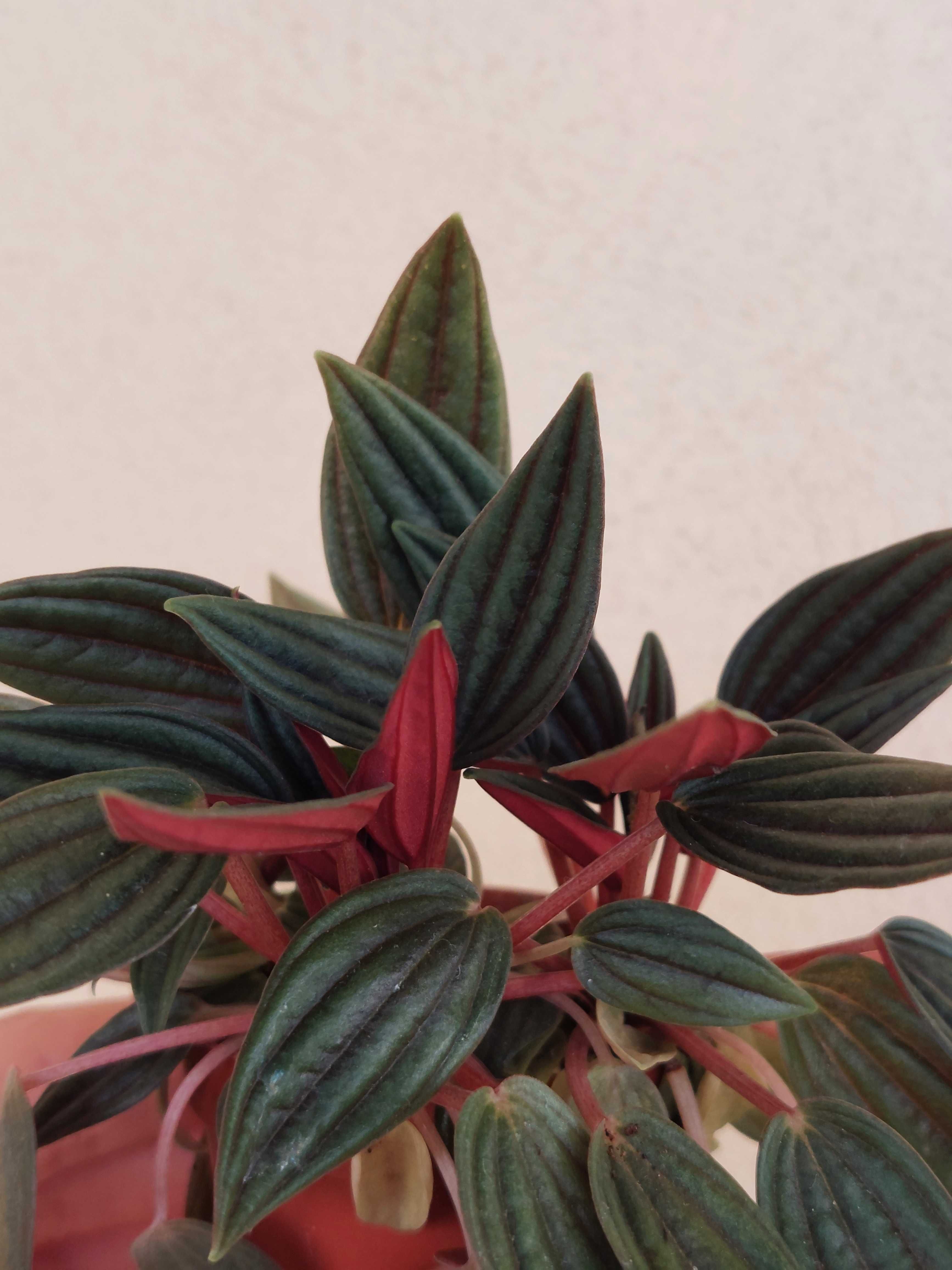 Planta Peperomia