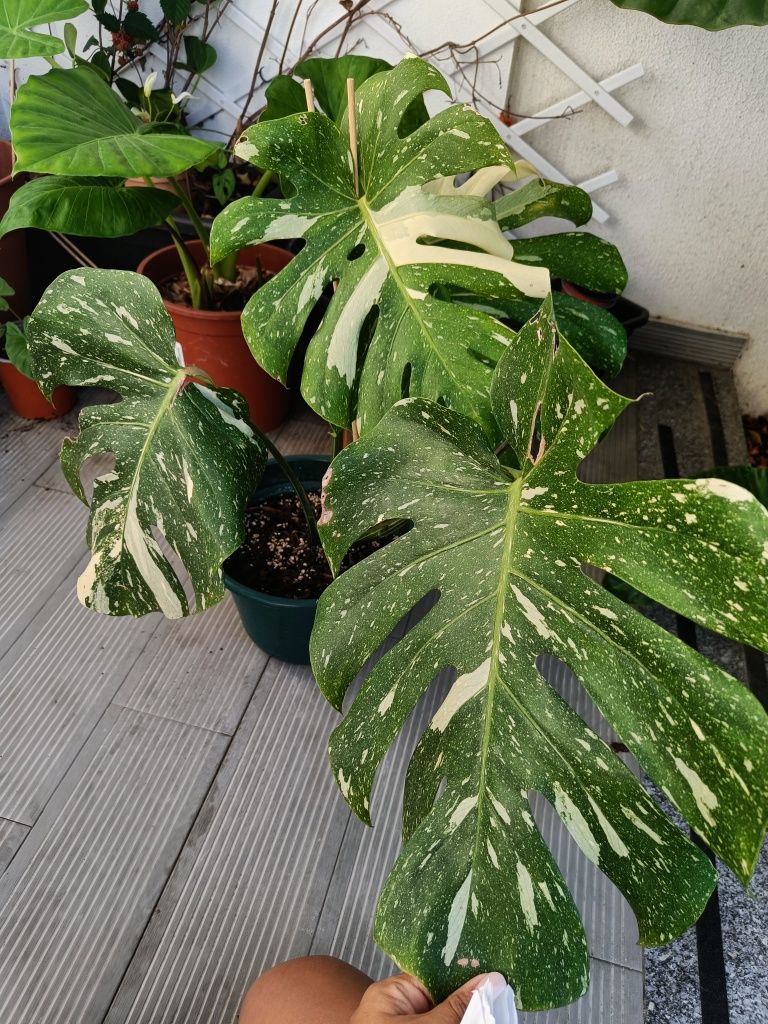 Monstera constellation 5 folhas