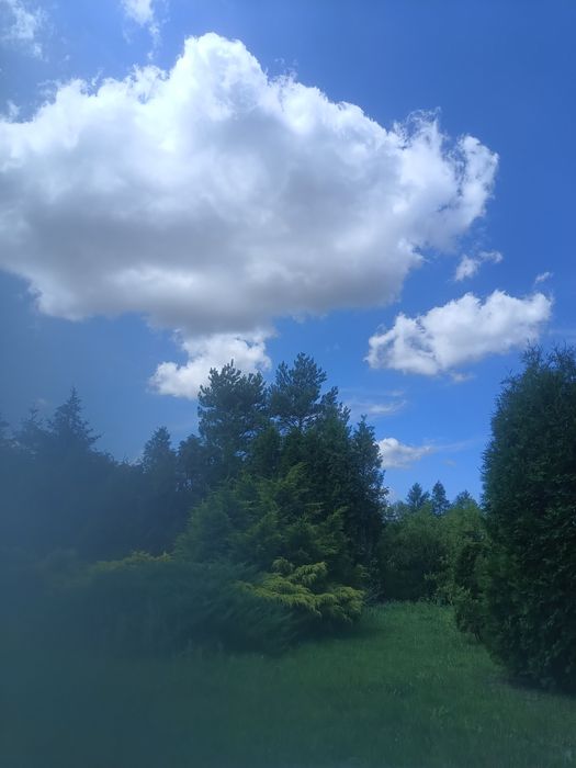 Sprzedaż drzewa  sosnowego