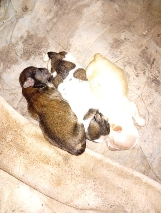 Собачки пікінес в продажі