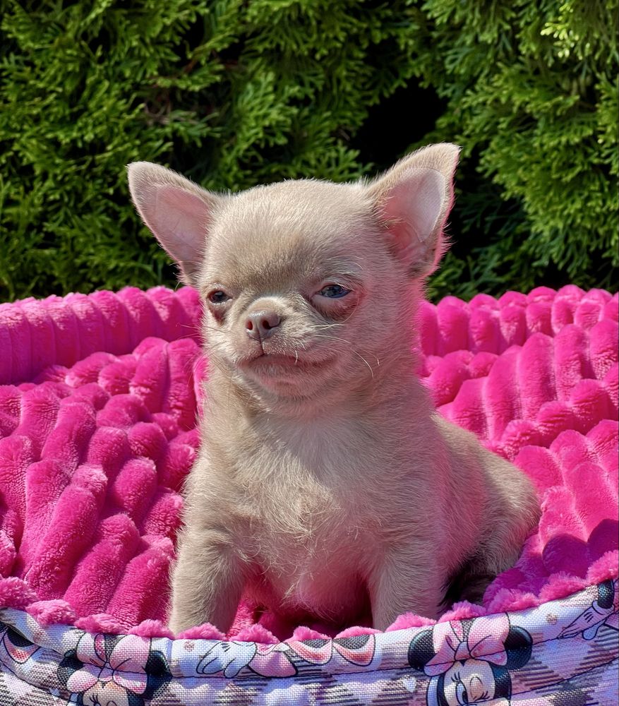 Gotowy do odbioru-Chihuahua cudowny liliowy chłopczyk
