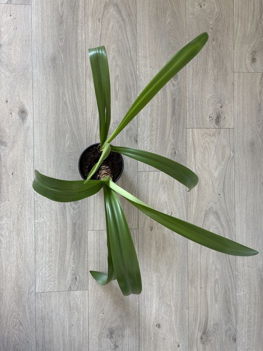 Дорослий Амариліс червоний 2 шт