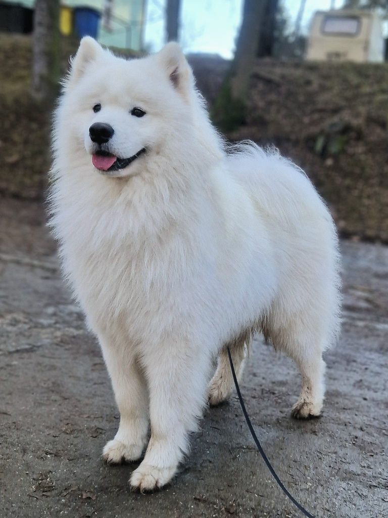 Reproduktor Samoyed