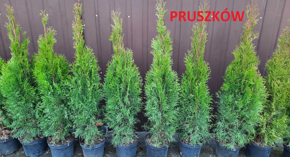 Tuja Szmaragd Thuja Smaragd 90-100 cm Transport