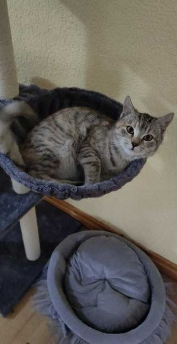 Wysoki drapak dla kota domek drzewko do drapania zwierzęta