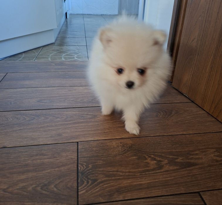 Pomeranian szpic miniaturowy