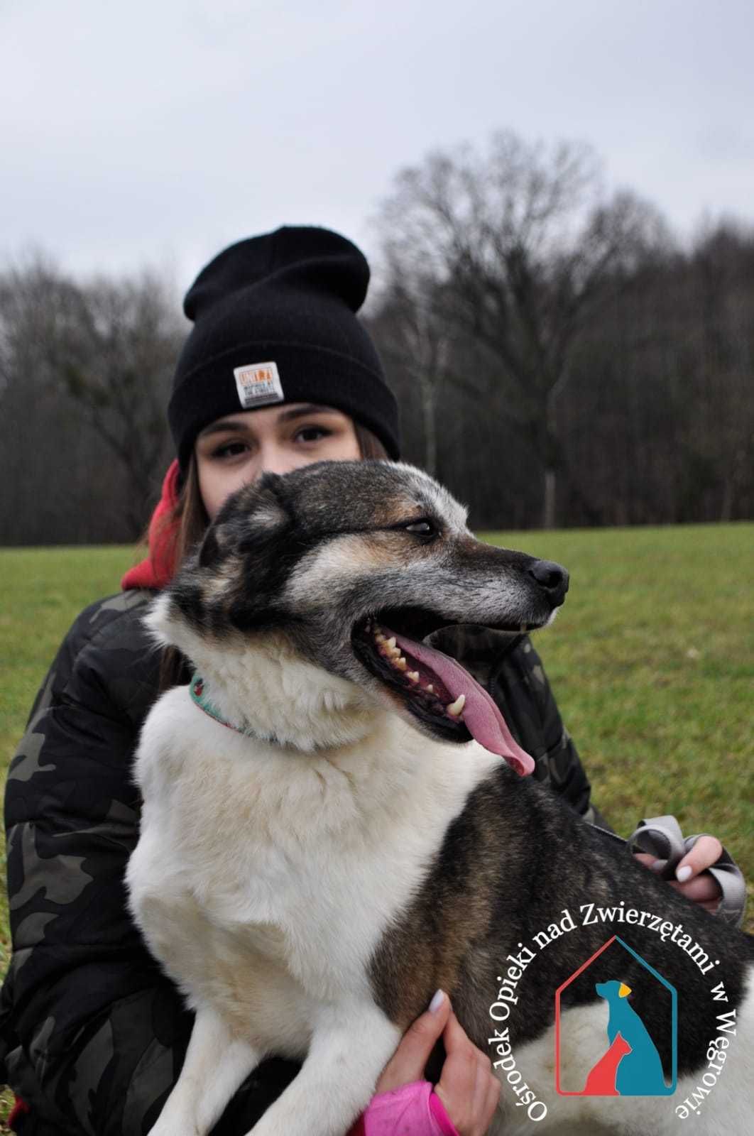 KESIO bardzo przyjazny, kochany piesek szuka domu!