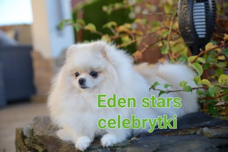 Pomeranian chłopak jasny krem już do odbioru