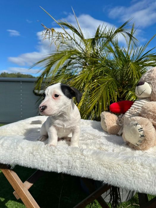 Jack Russell macho lindo
