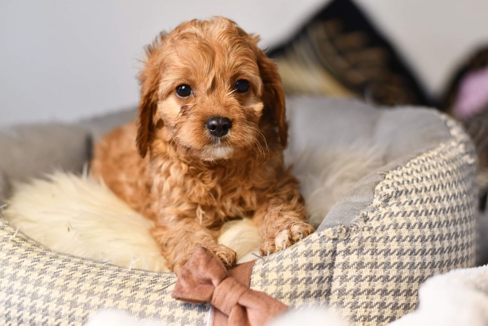 Cavapoo szczenięta o barwie RED!