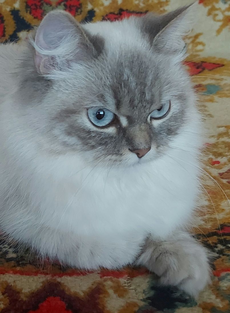 Регдолл Ragdoll Киця