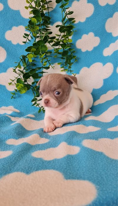 Excelente Lilac e Branco Chihuahua/Chiuaua de Qualidade