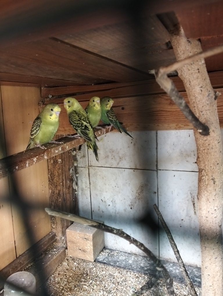Piriquitos novos