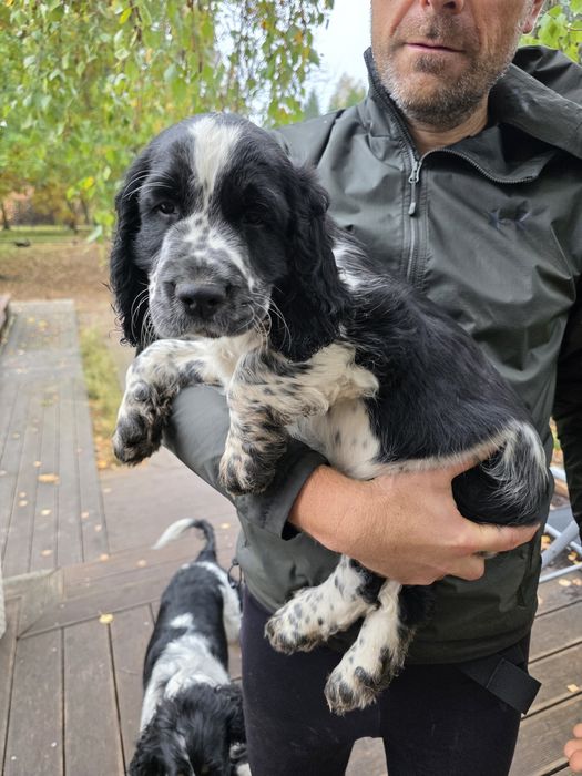 Fantastyczny szczeniak gotowy na nowy dom