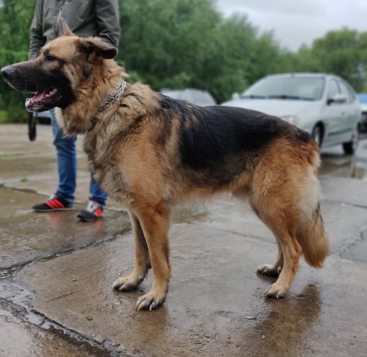 Piękny owczarek szuka domu.