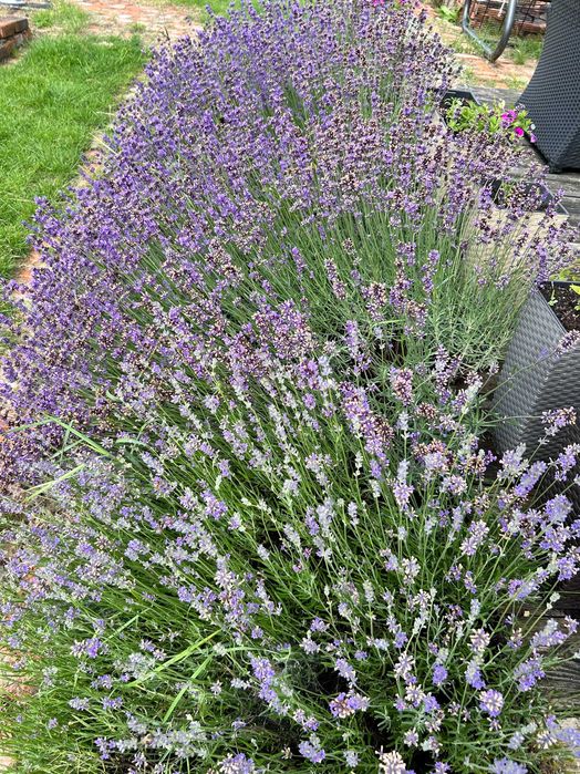 Lawenda 4-5 letnia duże krzewy 40-60cm