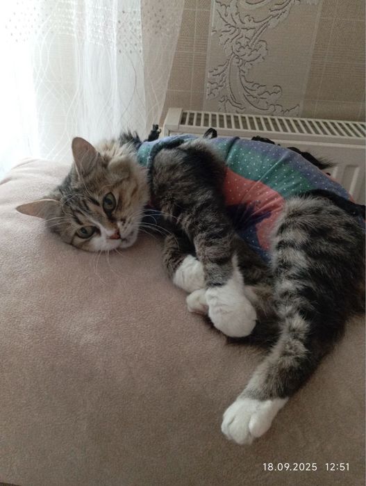 У пошуках родини кицюня