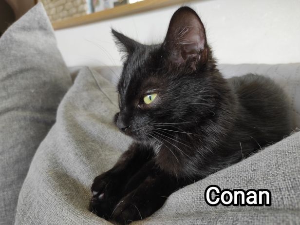 Conan niezwykły czarny kociak szuka domu