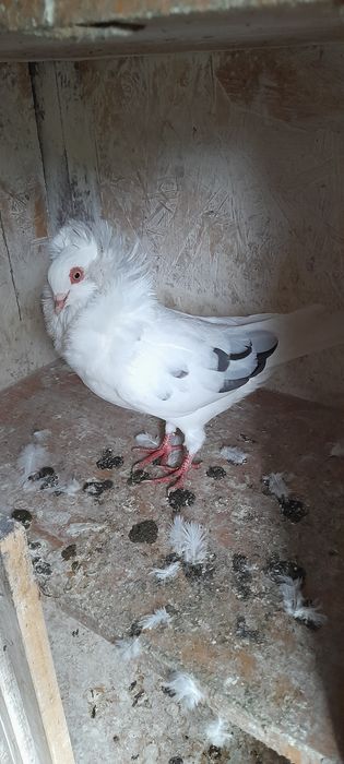 Sprzedam gołębie rasowe