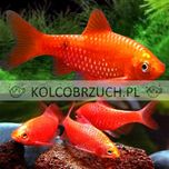 Brzanka różowa NEONOWA - Pethia conchonius - Barbus - dowóz, wysyłka