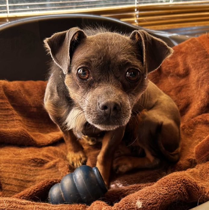 Malutka Łapcia do adopcji. Suczka w typie pinczerka szuka domu