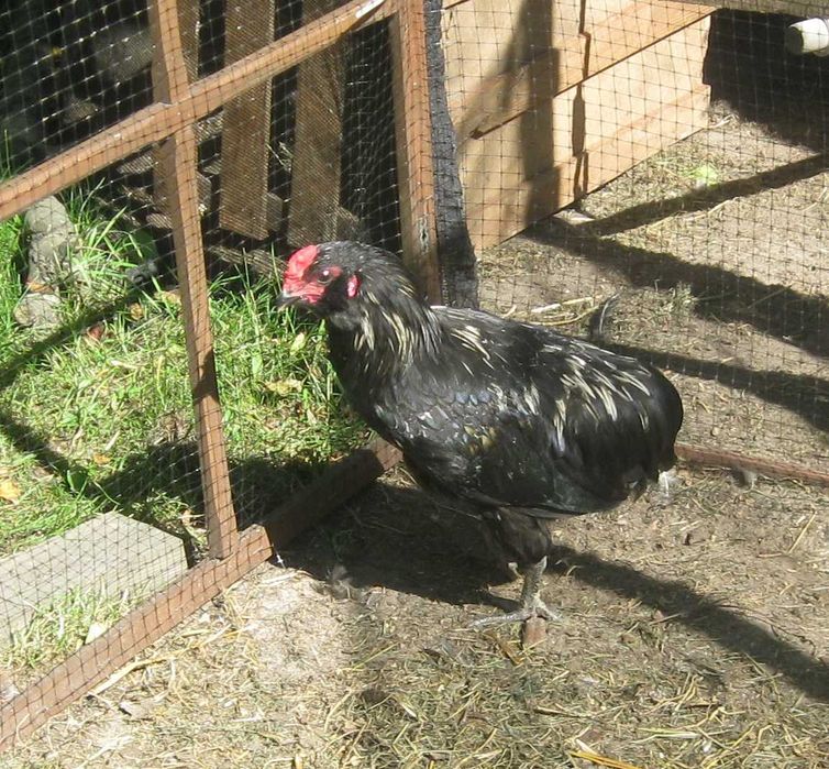 Kury ozdobne - Kogut i kurka araucana