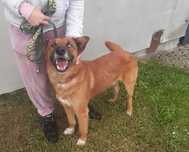 Magnat pies do adopcji