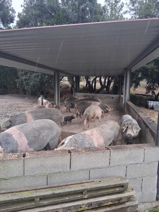 porcas bisaras  com varias idades