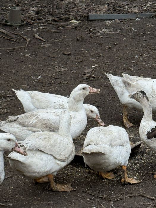 Patos brancos caseiros