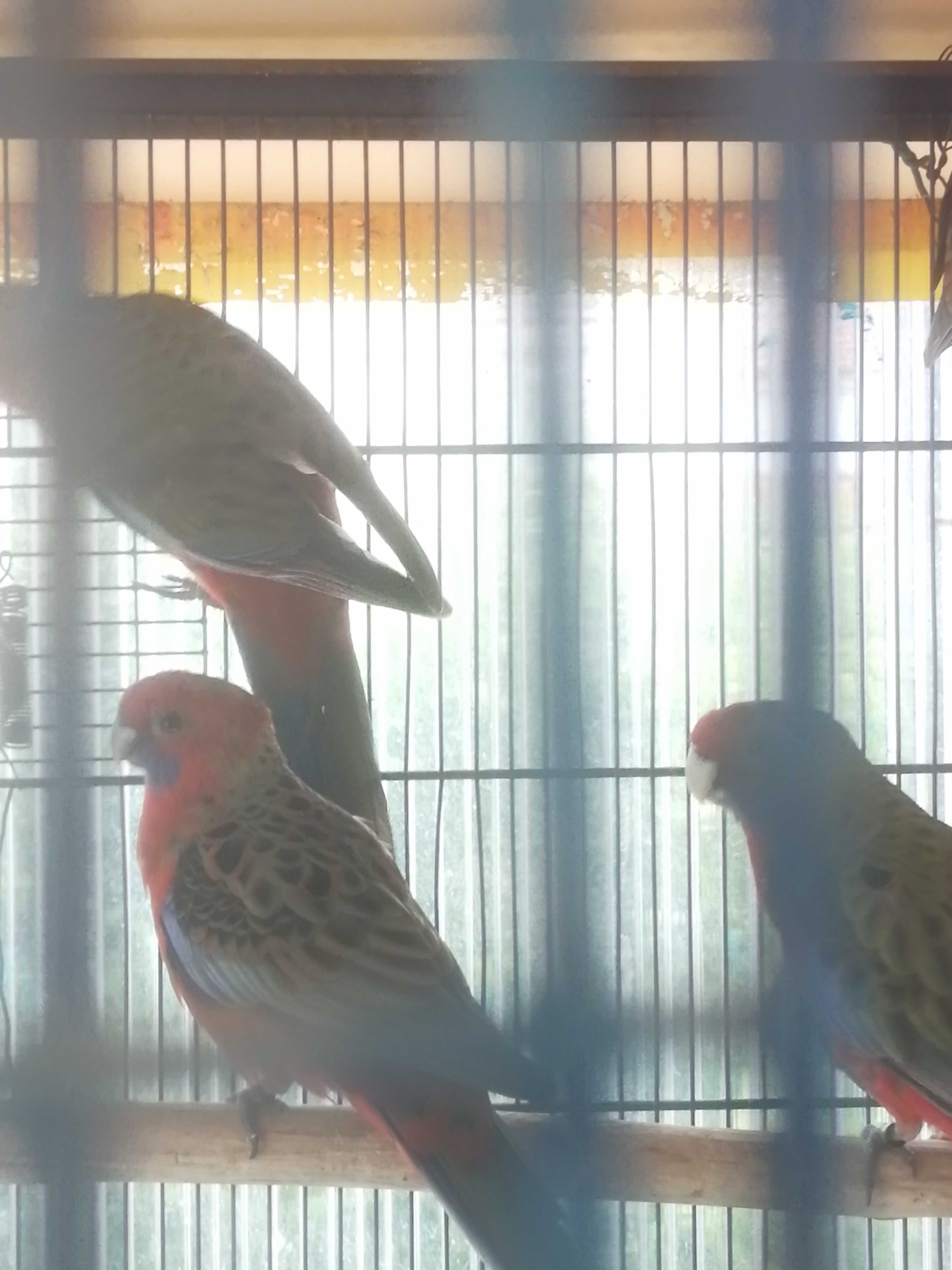 Ring Necks Azuis , E Roselas Penantes