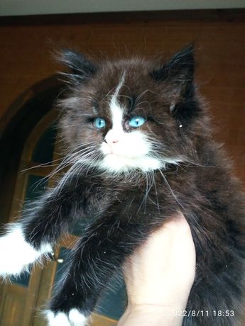 Котёнок Мейн-кун F1, голубоглазый,доминантный ген голубых глаз