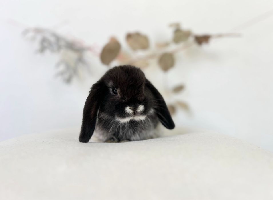 Króliczki Mini lop i Karzełki teddy Zarejestrowana hodowla